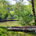 Ein Weiher im Wald