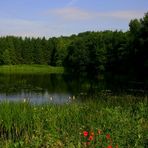 ..ein Weiher mitten im Wald