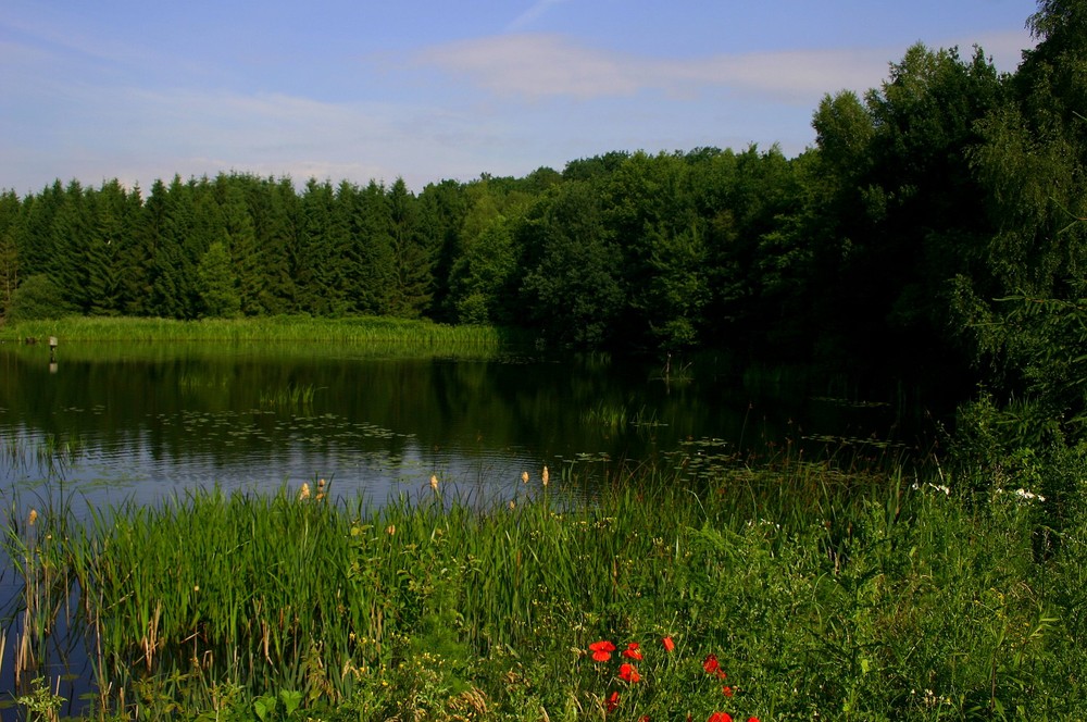 ..ein Weiher mitten im Wald