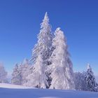 ein Weihnachts-Märchen in der Natur