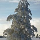 Ein Weihnachtsbaum?