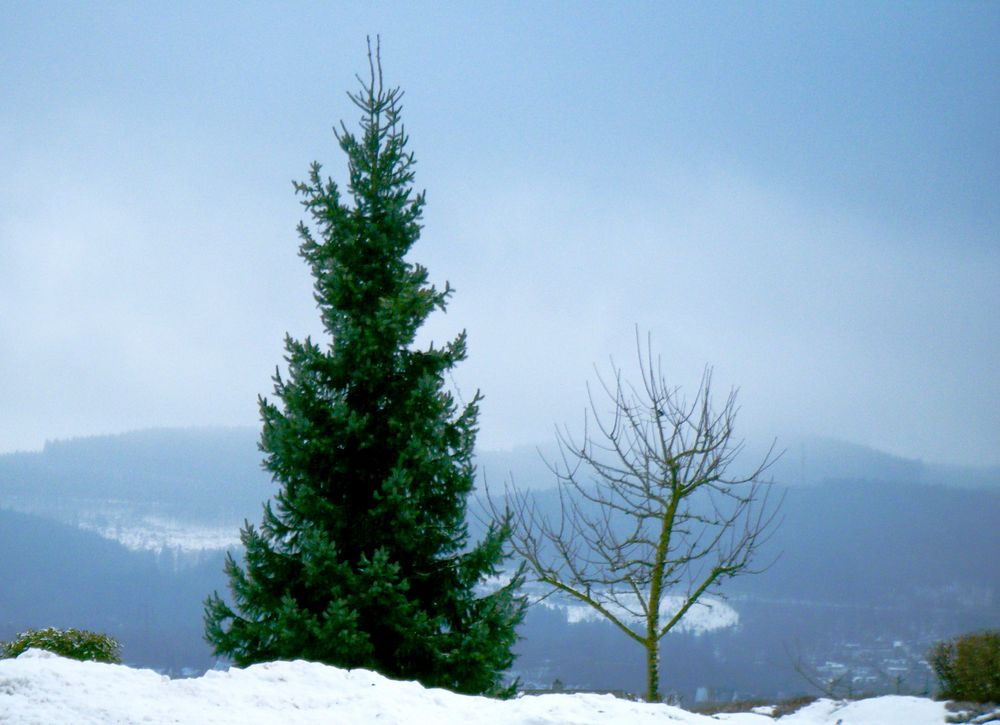 Ein Weihnachtsbaum  aus dem  Sauerland !