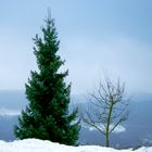 Ein Weihnachtsbaum  aus dem  Sauerland !