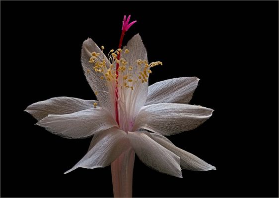 Ein Weihnachtskaktus im eleganten Weiß - ( Stacking Bild )                                      