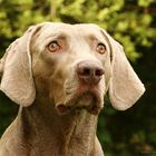 Ein Weimaraner