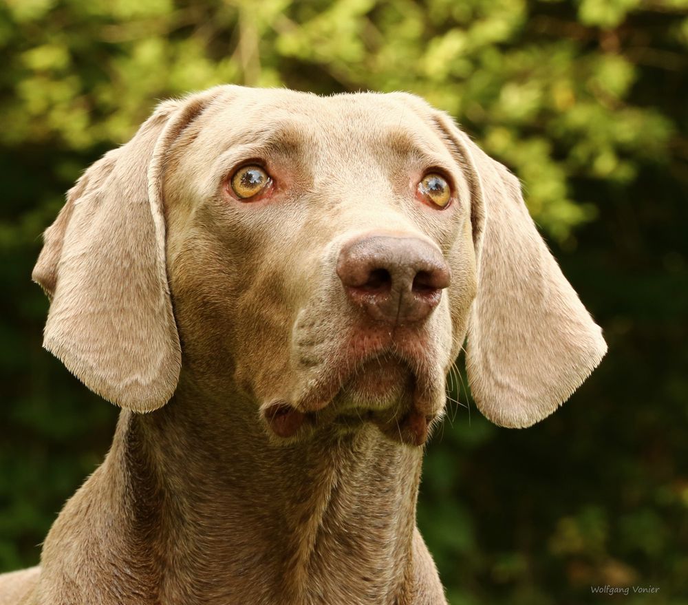 Ein Weimaraner