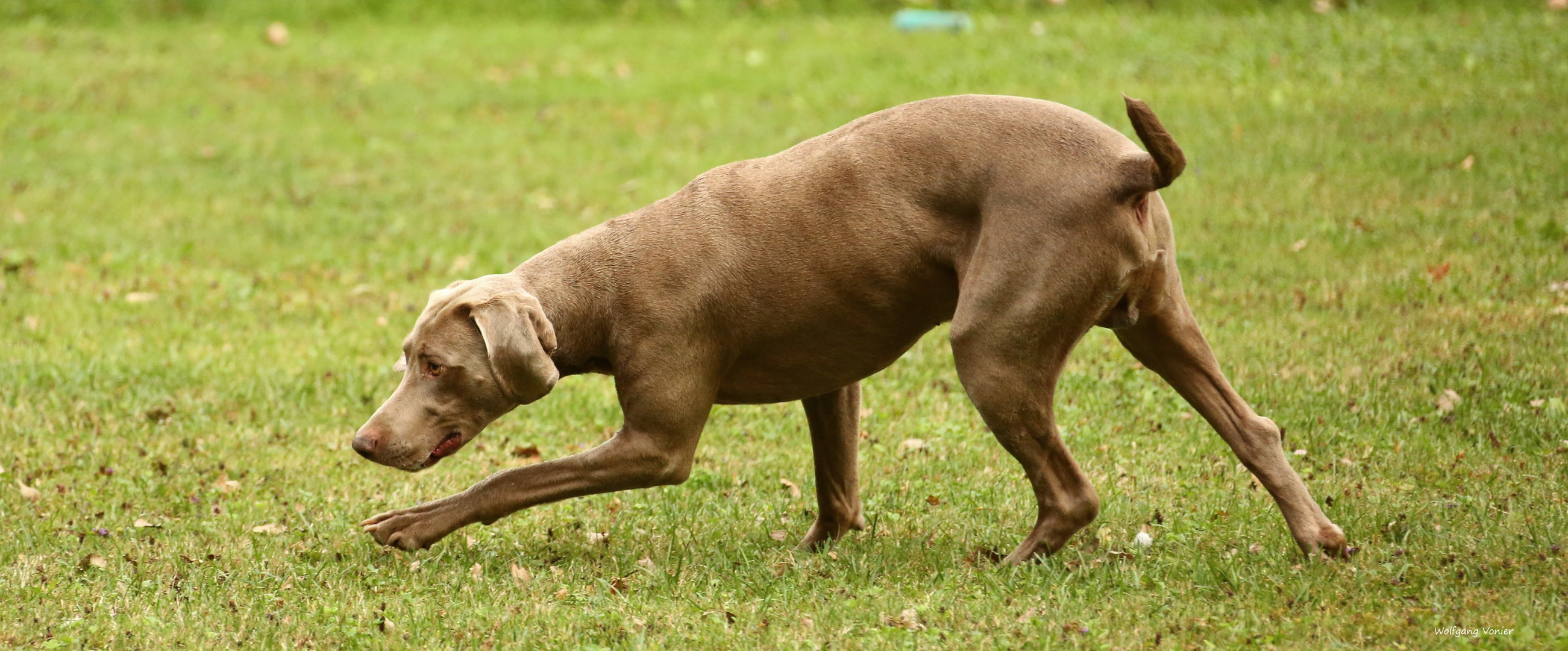 Ein Weimaraner