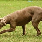 Ein Weimaraner