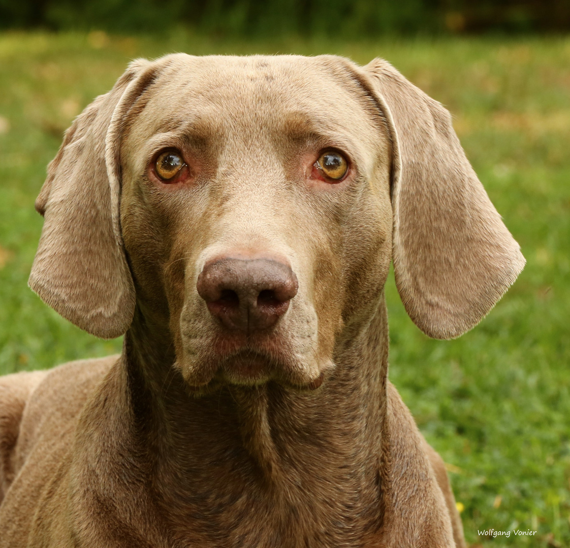 Ein Weimaraner