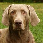 Ein Weimaraner