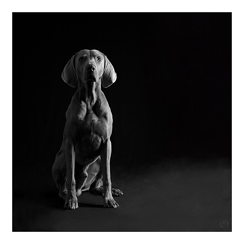 Ein Weimaraner mit Klasse (2)