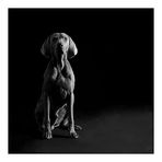 Ein Weimaraner mit Klasse (2)