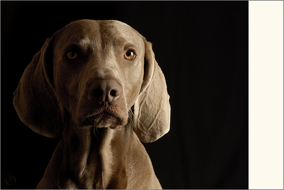 Ein Weimaraner mit Klasse