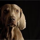 Ein Weimaraner mit Klasse