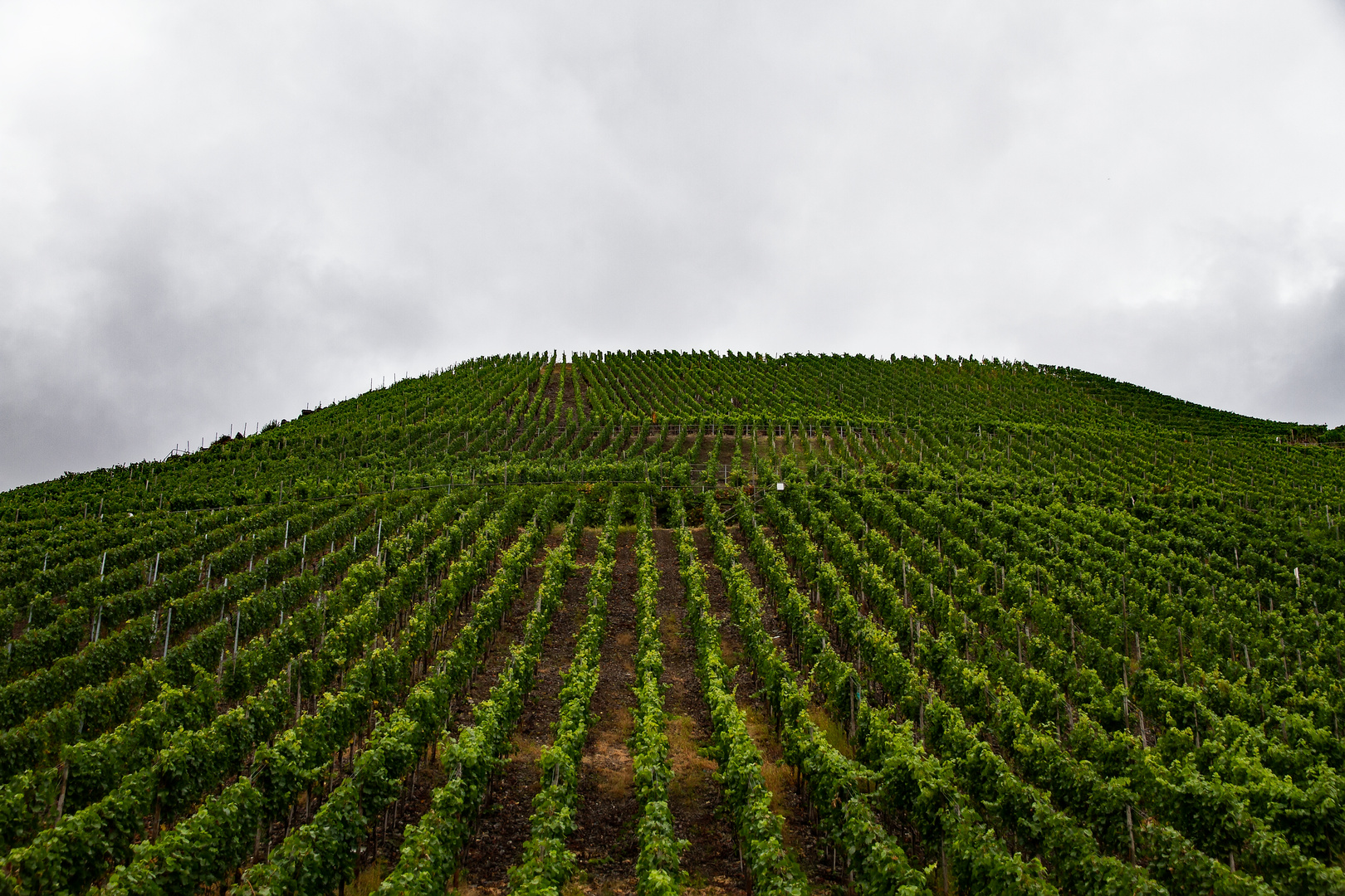 Ein Weinberg an der Ahr