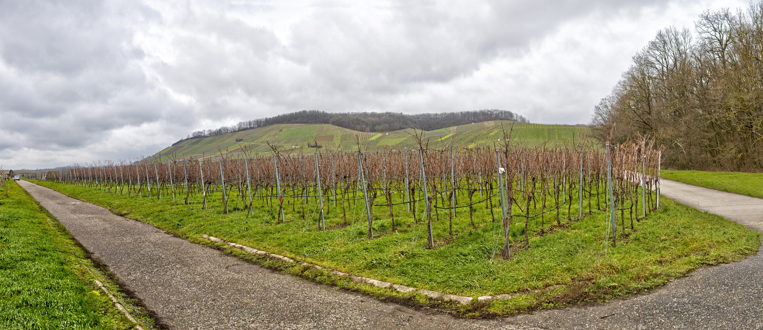 Ein Weinberg - Pano -