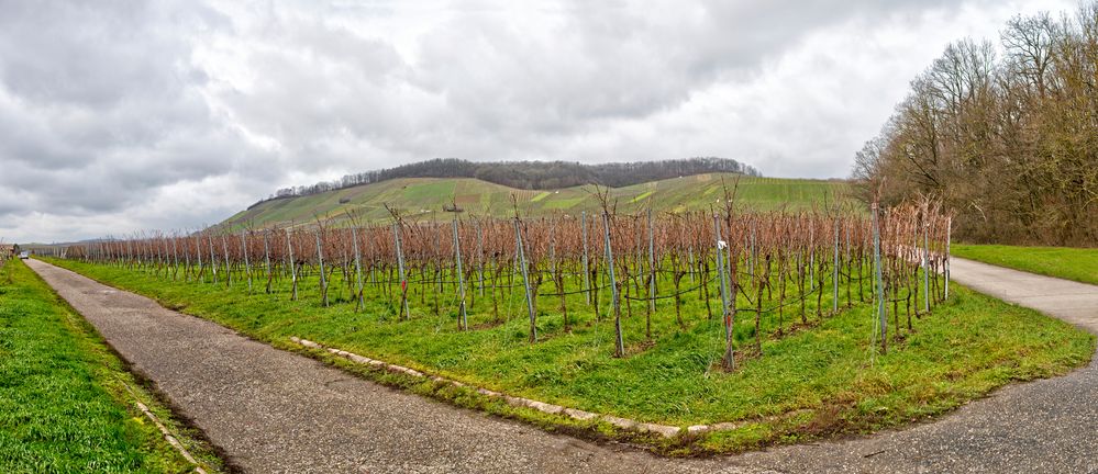 Ein Weinberg - Pano -