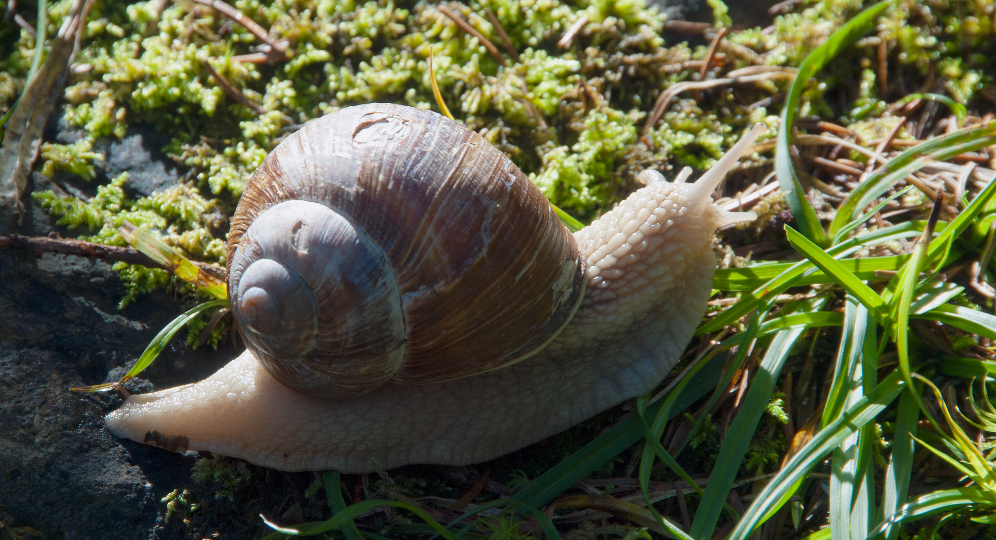 Ein Weinbergschnecke