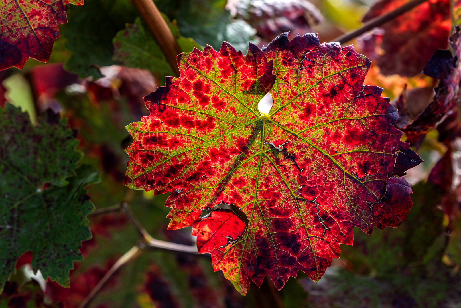 Ein Weinblatt