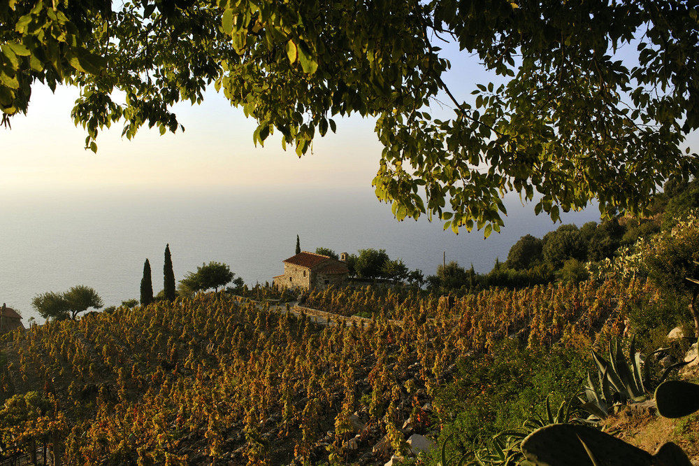 Ein Weingut bei Punta Nera an der Westküste Elbas