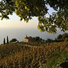 Ein Weingut bei Punta Nera an der Westküste Elbas