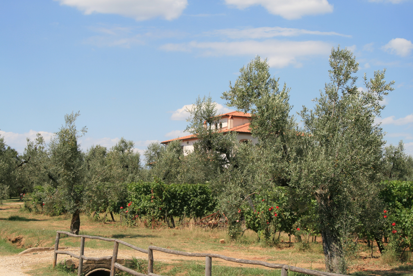 Ein Weingut in Bolgheri