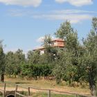 Ein Weingut in Bolgheri