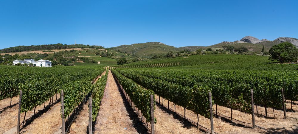 Ein Weingut in Südafrika