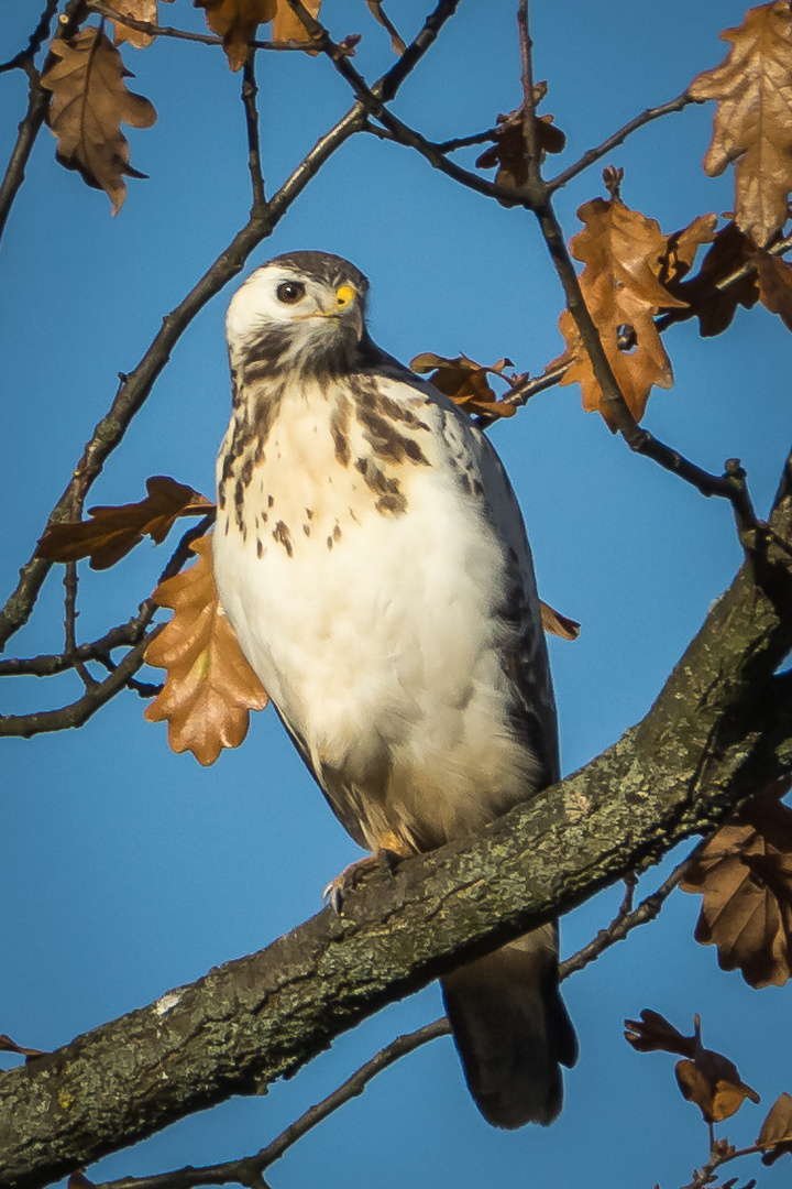 Ein weißer Foto &amp; Bild | tiere, wildlife, wild lebende vögel Bilder auf ...