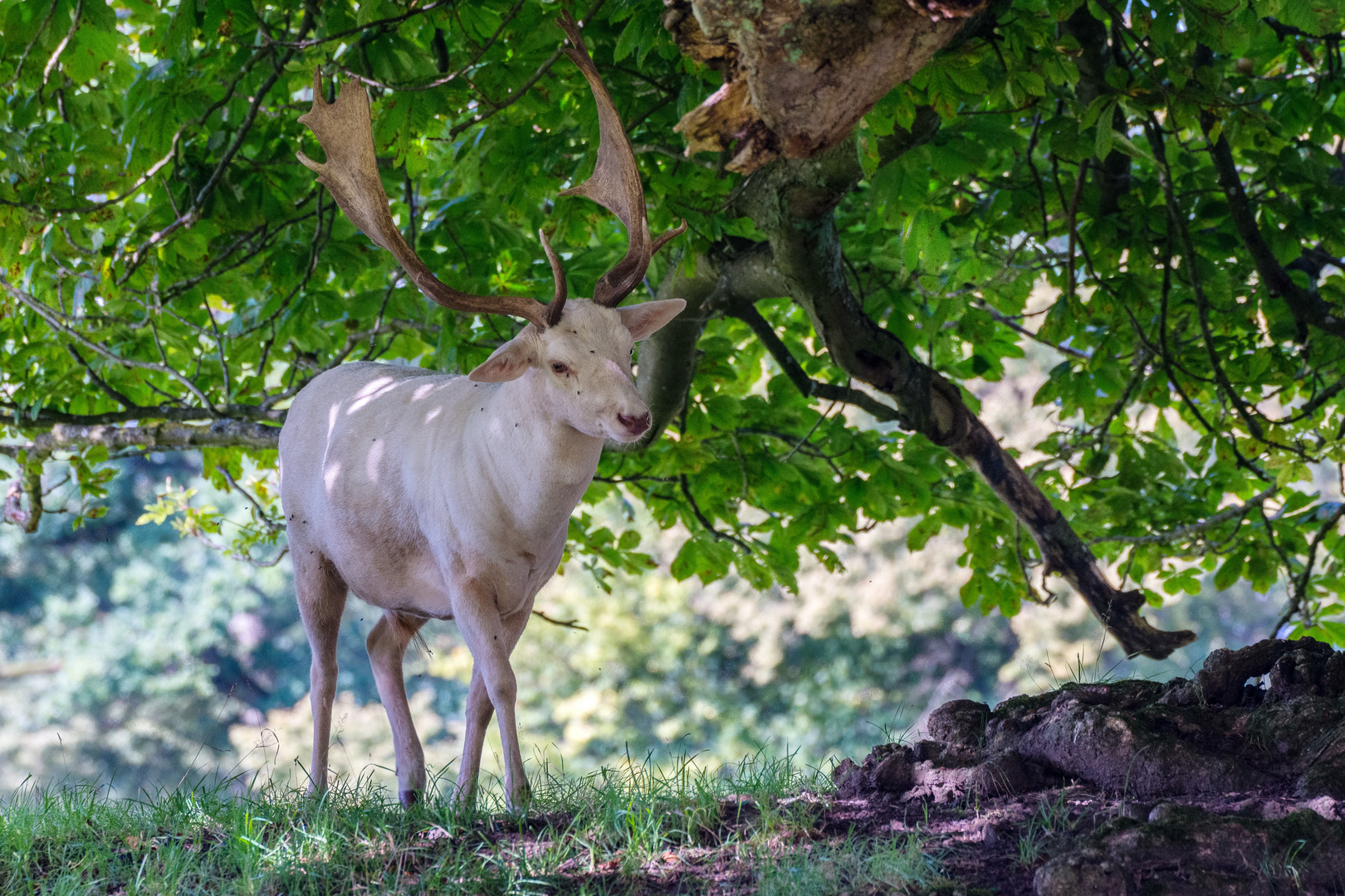 Ein weißer Damhirsch