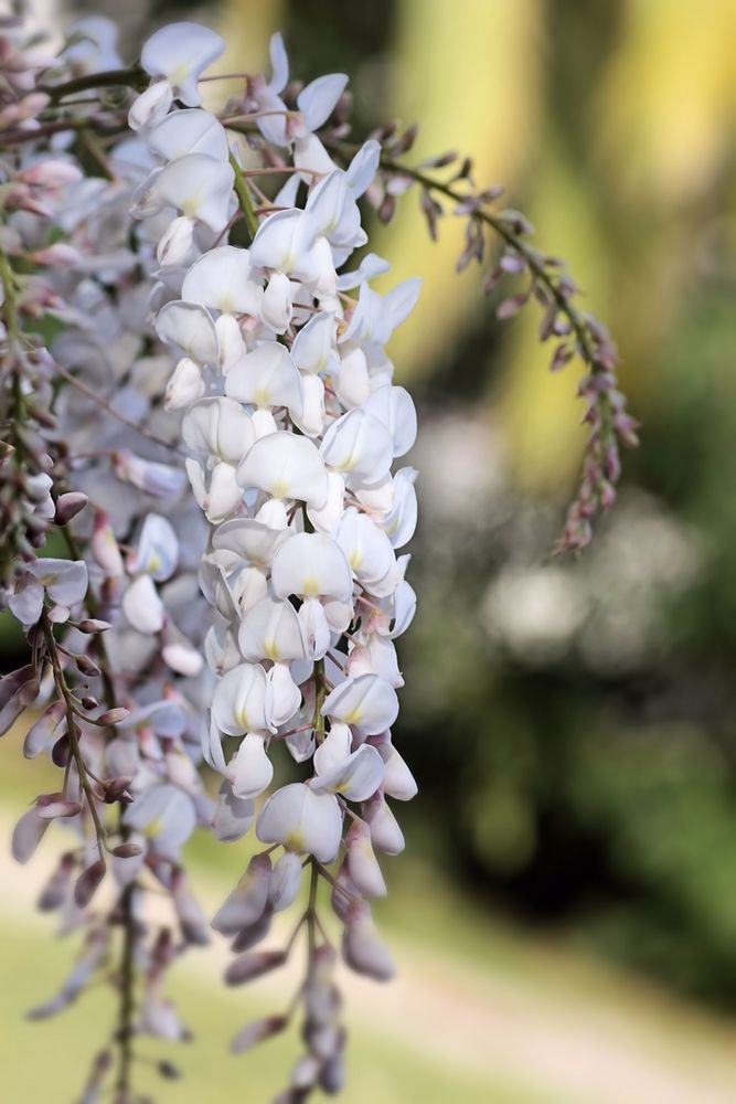 ein weißer Garten Foto &amp; Bild | weiße blüten, glyzinien, linde a Bilder ...