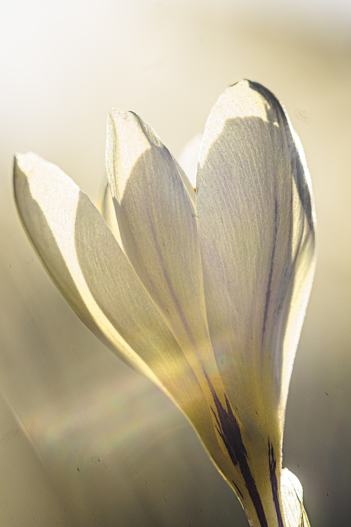 Ein weißer Krokus im Gegenlicht.