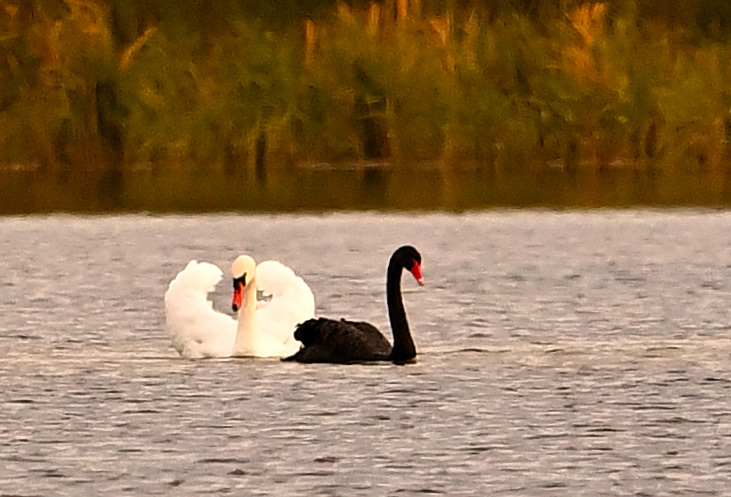 Ein "WEIßER" mit einem TRAUERSCHWAN!