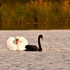 Ein "WEIßER" mit einem TRAUERSCHWAN!