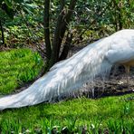 Ein weißer Pfau im Keukenhof