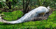 Ein weißer Pfau im Keukenhof