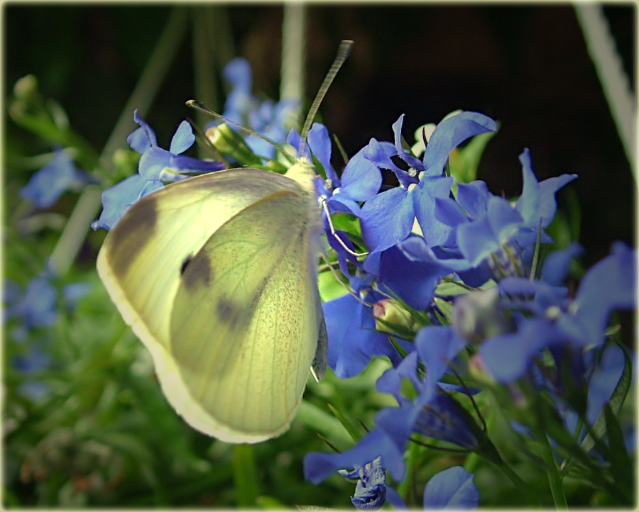 ein weißer schmetterling..