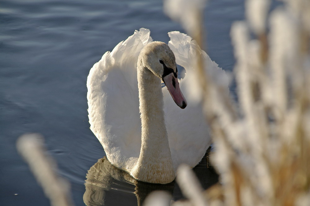 Ein weißer Schwan....