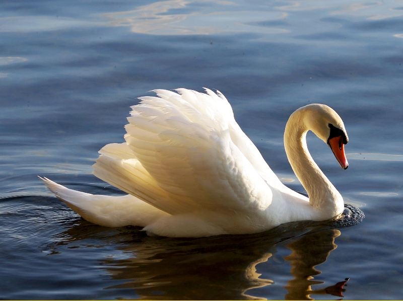 Ein weisser Schwan