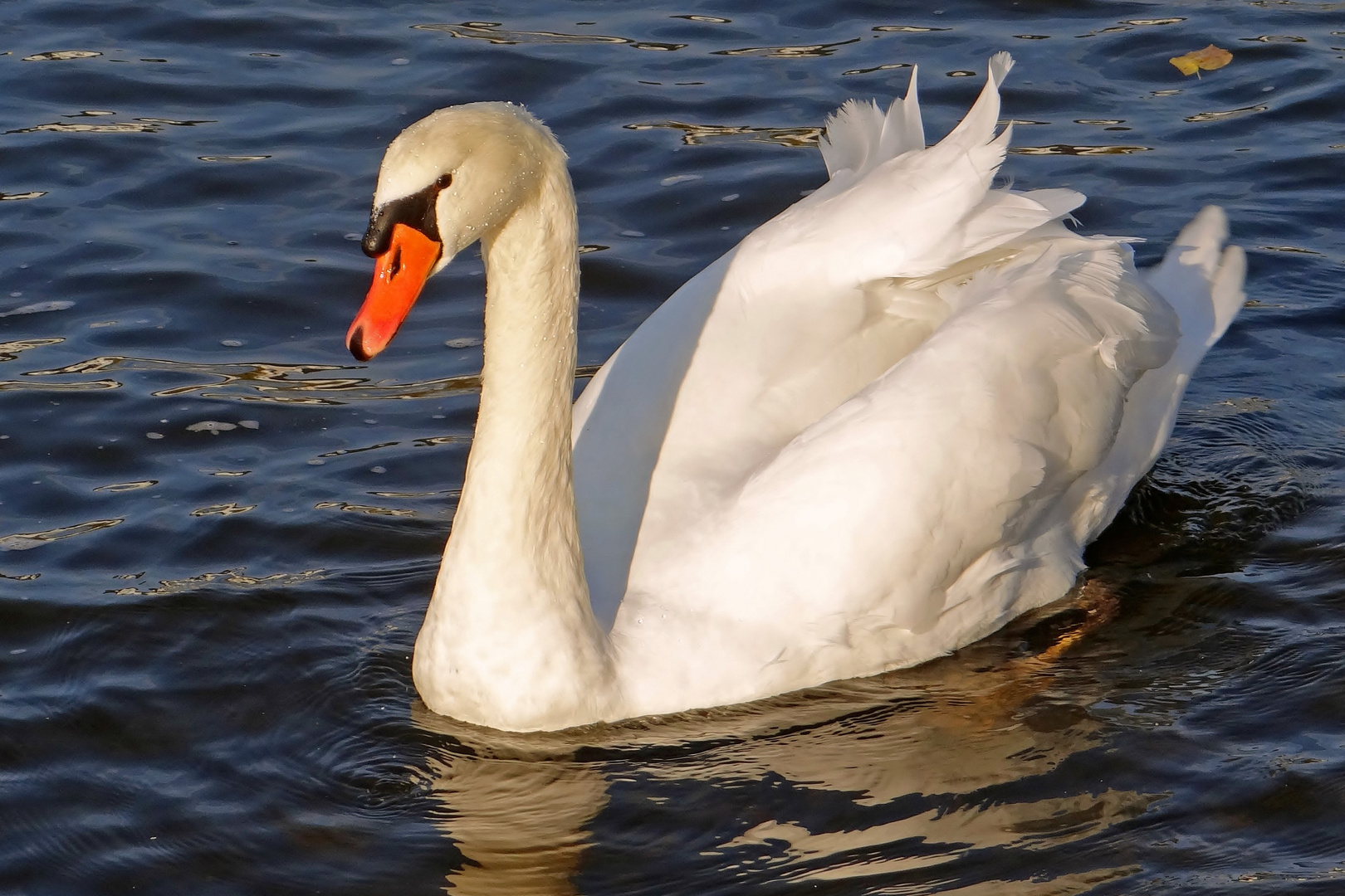 ein weißer Schwan 