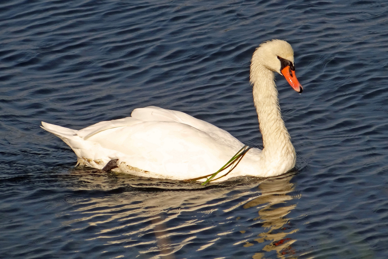 ein weißer Schwan 