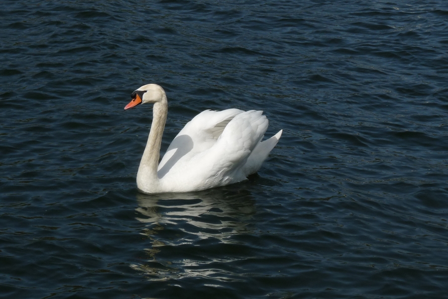 Ein weisser Schwan