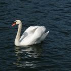 Ein weisser Schwan