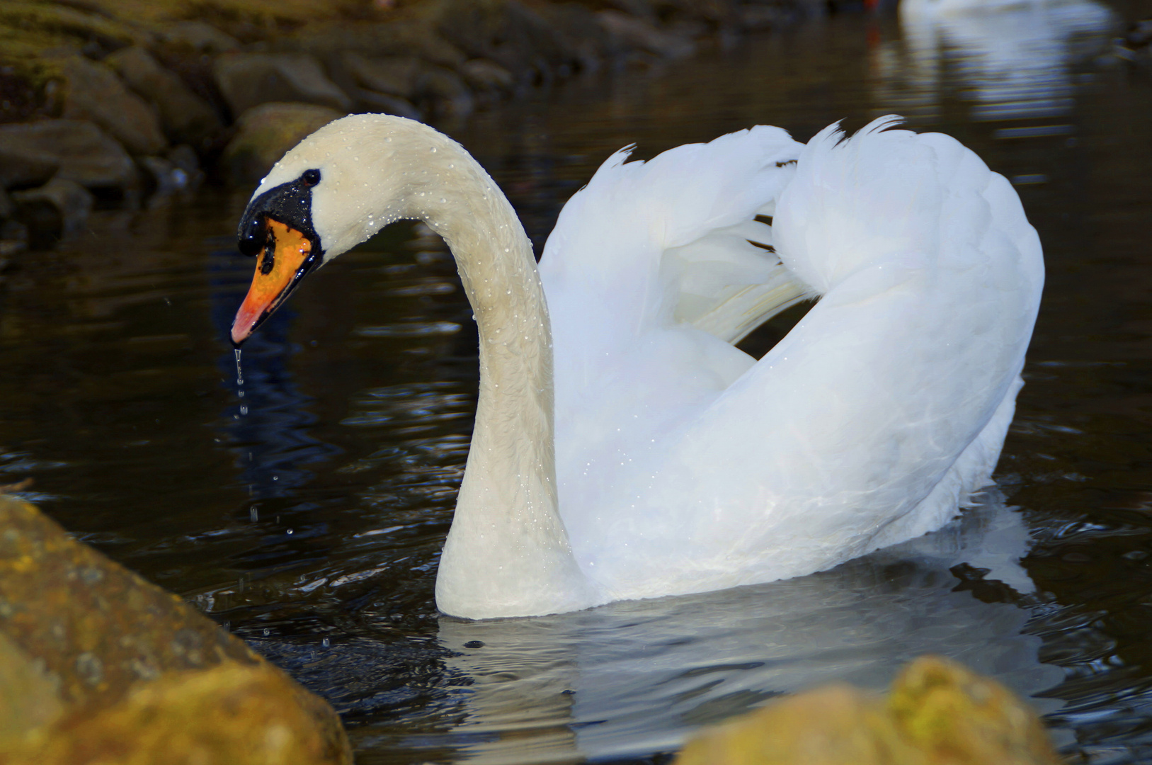 ein weißer Schwan.......