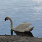 Ein weisser Schwan.....