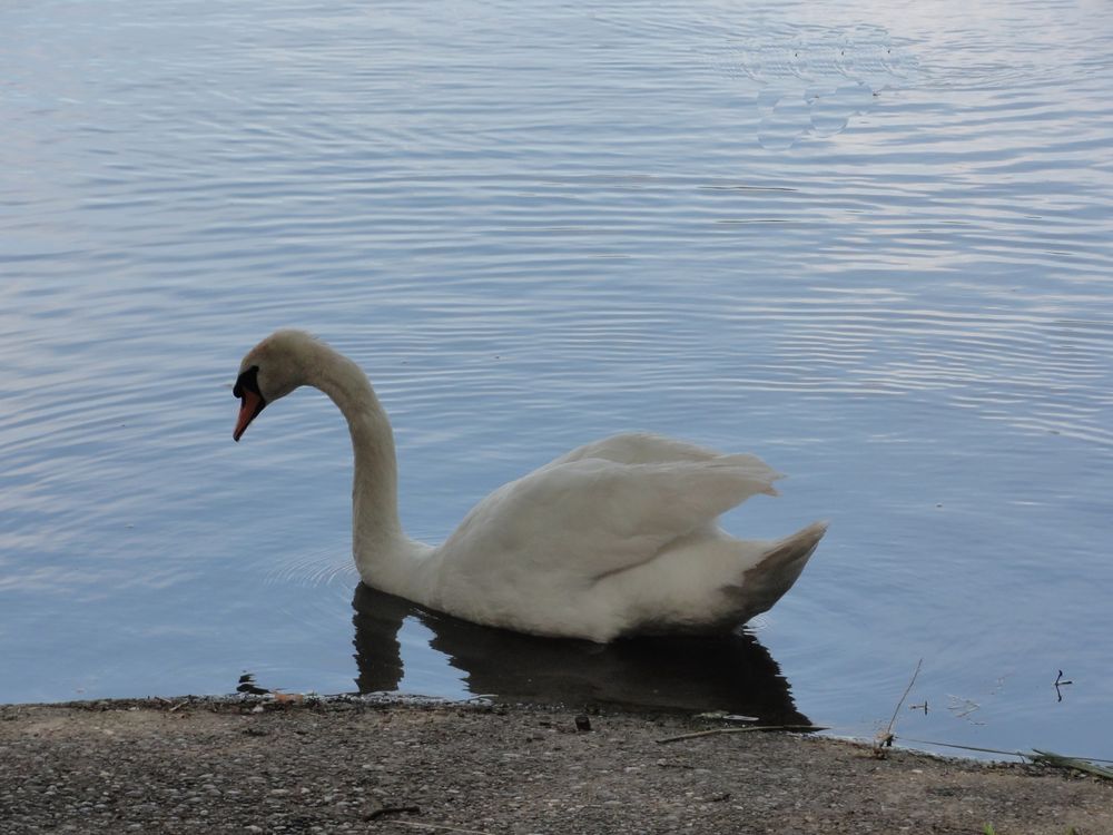 Ein weisser Schwan.....