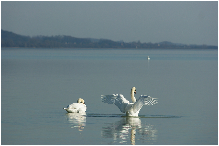 Ein weisser Schwan...