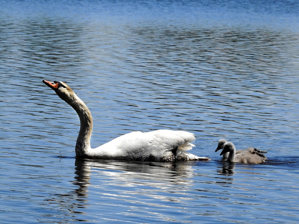 Ein weißer Schwan... 