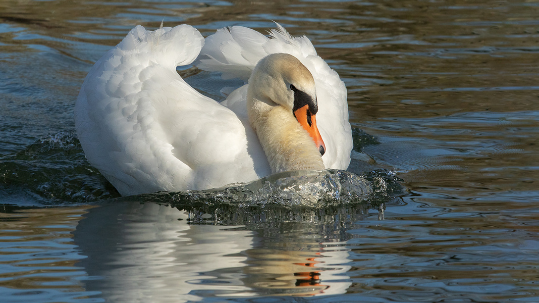 Ein weißer Schwan...