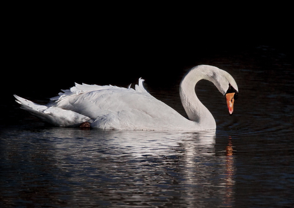 Ein weißer Schwan